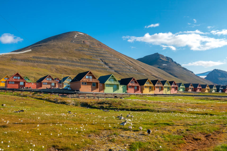 Colorful old coal mining houses on the hills of Longyearbyen, with flocks of baranacle geese in the foreground, Spitsbergen, Svalbard, Norway