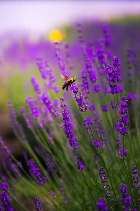 cropped shot of a bee in a wild lavender field