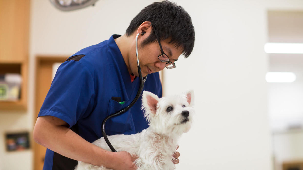 A veterinarian or veterinary technician examining a dog with a stethoscope in a clinic
