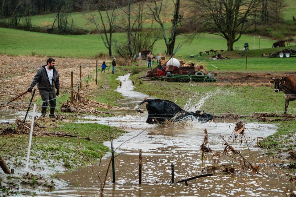 Todd Fillman works to corral loose cattle on his farm along Fry's Valley Road, in Clay Township, Tuesday, April 2. Fry's Creek, which runs parallel to the farm, flooded after intense overnight rainstorms.