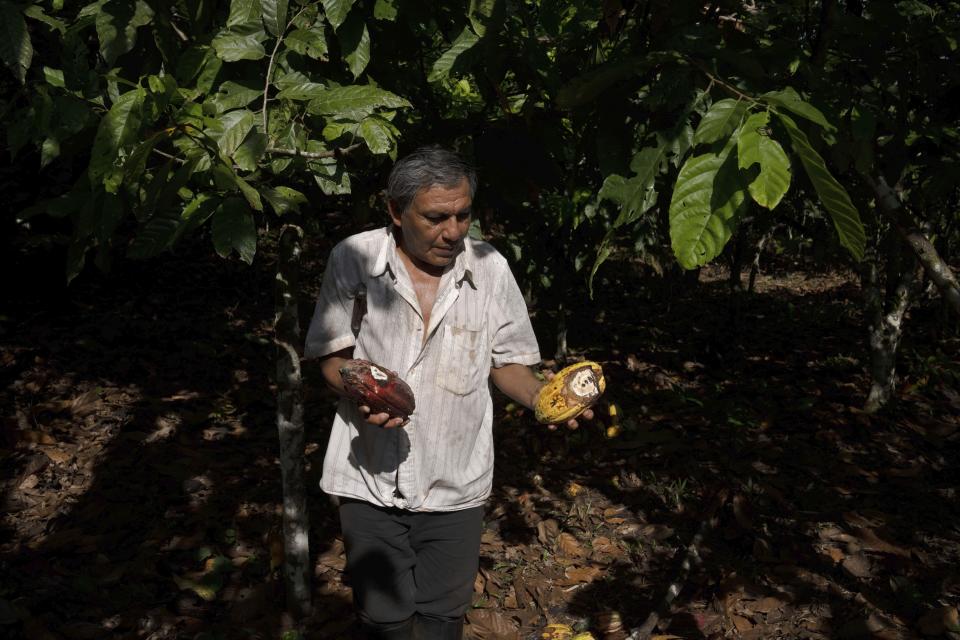 Acencio Ysuiza shows cacao plants damaged by mosquitoes in his farm next to his home in the Chambira community, in Peru's Amazon, Tuesday, Oct. 4, 2022. Residents in Kichwa Indigenous villages in Peru say they fell into poverty after the government turned their ancestral forest into a national park, restricted hunting and sold forest carbon credits to oil companies. (AP Photo/Martin Mejia)