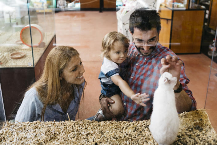 A Caucasian couple and their toddle look at a pet rabbit inside a glass tank. 