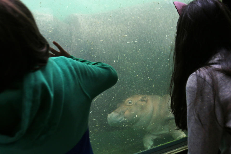 HipopÃ³tamo en el ZoolÃ³gico de Guadalajara.