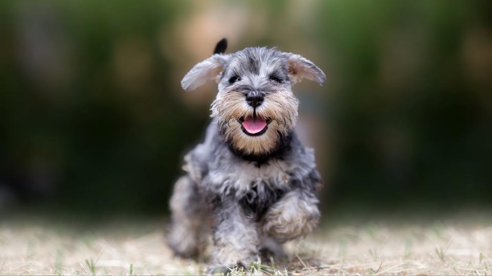 Miniature Schnauzer running across field