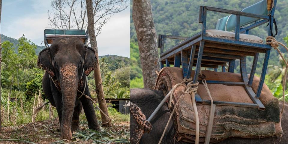 Side by side pictures show an elephant carrying a cast iron metal seat on its back, strapped on with ropes.