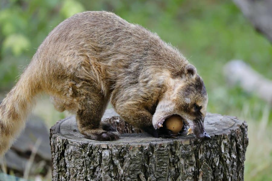 Coatimundis sospechosos en libertad en Oklahoma