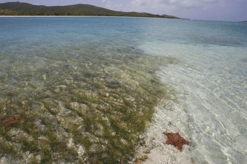 FILE - In this April 17, 2008 file photo, a sea star lies under clear water along Icacos beach inside the former Vieques Naval Training Range on Vieques island, Puerto Rico. The U.S. Navy departed the Puerto Rican island of Vieques on May 1, 2003 and the cleanup of the bombing range on an island the Navy once called its "crown jewel" of live-fire training is expected to take another decade. (AP Photo/Brennan Linsley, File)
