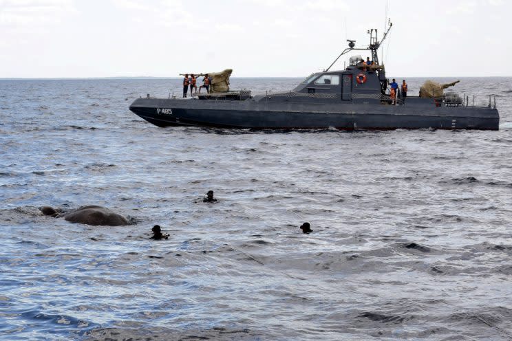 A handout photo made available by Sri Lanka Nave media unit shows Sri Lanka Navy divers trying to tie a rope around an elephant who had strayed away into the open sea and trying to stay afloat off the East coast of the Island, 12 July 2017. After being initially spotted by the crew of a fast attack craft of the East Naval Command about eight Nautical miles off the coast of kokkuthuduwai, Kokilai, the elephant was safely pulled ashore with the help of another fast attack craft and two Cedric boats and the close watch of Wildlife Personnel. Further action was taken over by the Wildlife Authority after being safely landed ashore. Sri Lanka Navy rescue elephant strayed away to the open sea, Kokkuthuduwai - 12 Jul 2017