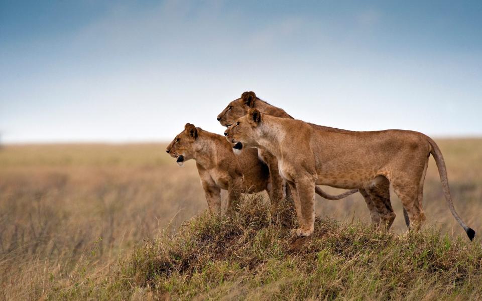Serengeti National Park - getty
