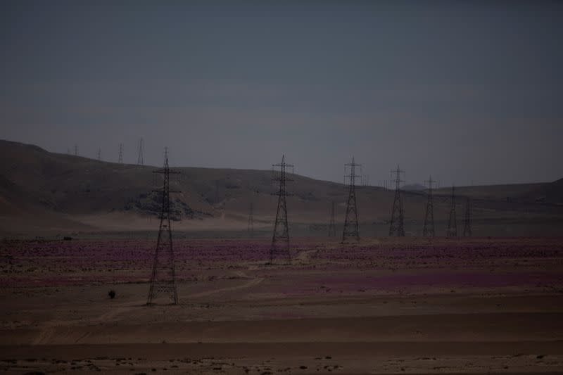 Atacama desert during 'Desierto Florido', a natural phenomenon that fill with flowers the driest desert in the world in Copiapo