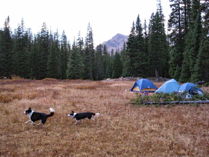 camping in the mountains with dogs