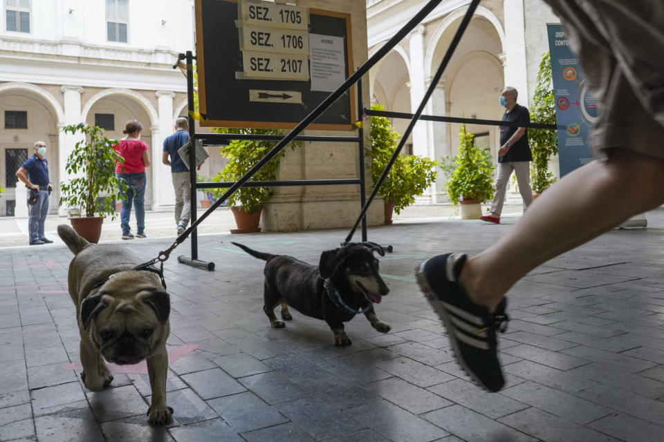 A voter with his dogs leaves a polling station, in Rome, Sunday, Sept. 20, 2020. On Sunday and Monday Italians are called to vote nationwide in a referendum to confirm a historical change to the country's constitution to drastically reduce the number of Members of Parliament from 945 to 600. Eighteen million of Italian citizens will also vote on Sunday and Monday to renew local governors in seven regions, along with mayors in approximately 1,000 cities. (AP Photo/Andrew Medichini)