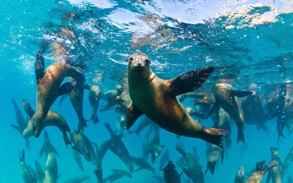 Get close with sea lions off the coast of Mexico - SHUTTERSTOCK