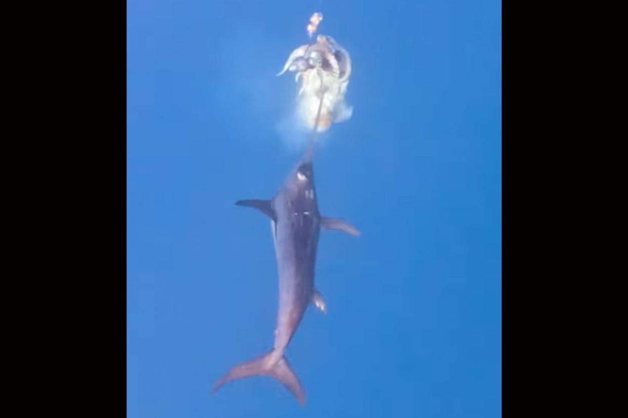 Watch a Massive Swordfish Stab an Angler's Squid in Rare Underwater Footage photo