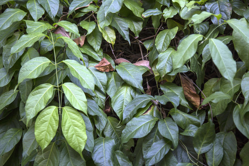 CASERIO NUEVA LUZ DE FATIMA , PERU - APRIL 30:  Banisteriopsis caapi leaves (usually known as Ayahuasca) on April 30, 2018 in Pucallpa, Peru. Indigenous communities of the Amazon use ayahuasca for spiritual rituals.
 (Photo by Manuel Medir/Getty Images)