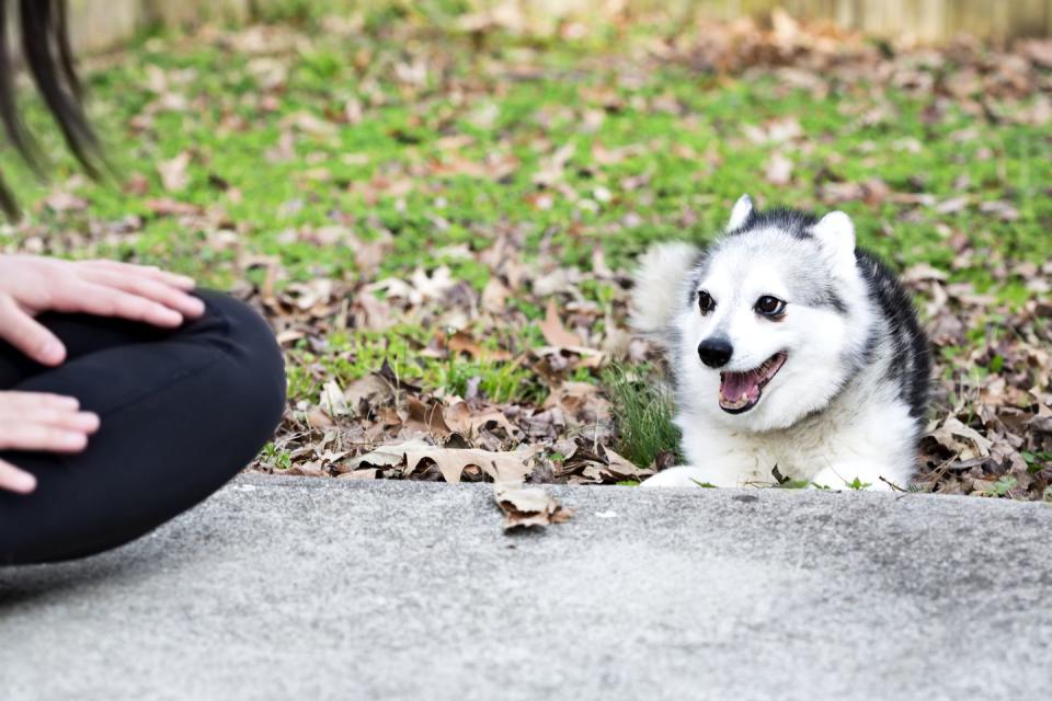 Alaskan Klee Kai