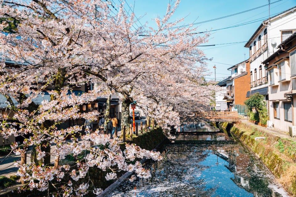 Kinosaki Onsen village with spring cherry blossoms in Hyogo, Japan