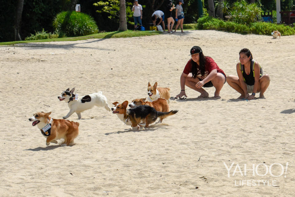 Corgi Gathering at Tanjong Beach