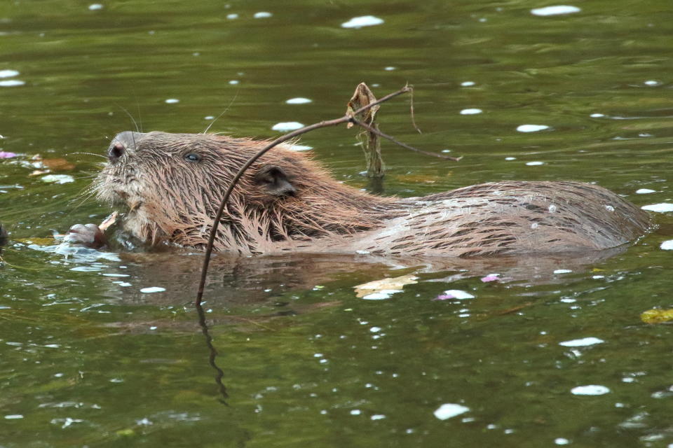 Beavers are already living wild in some places including the River Otter in Devon (Mike Symes/Devon Wildlife Trust/PA)