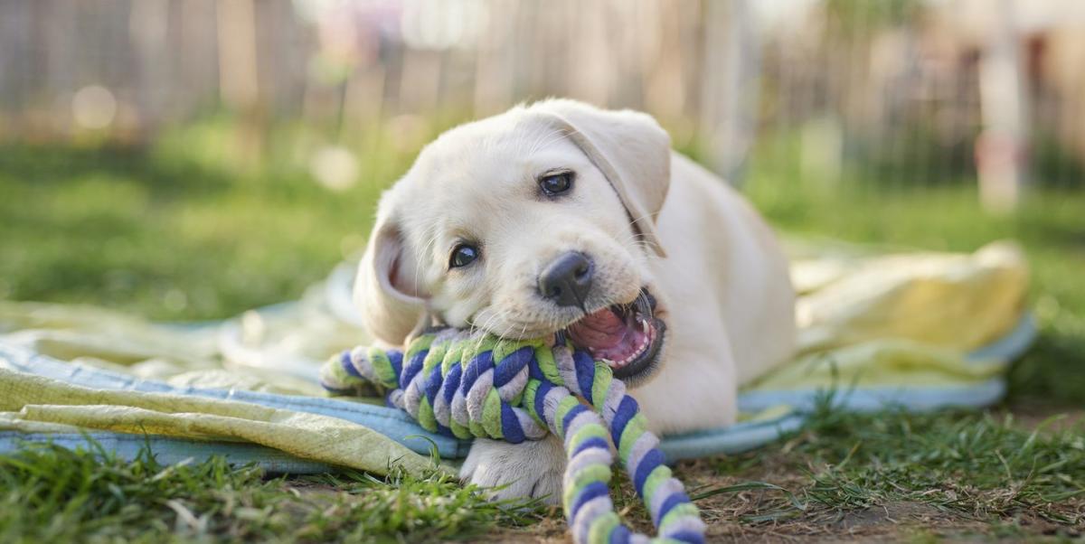 These Interactive Dog Toys Keep Your Pup Busy When You Need It Most