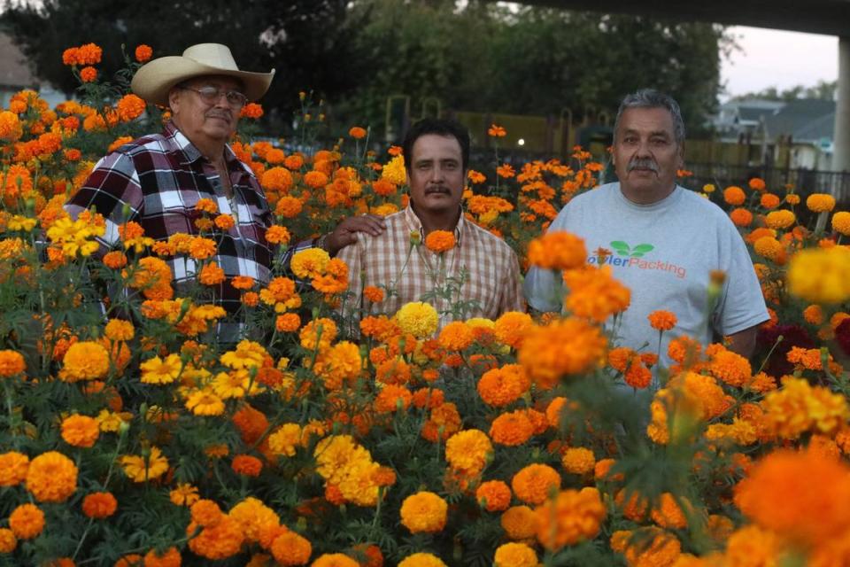 Residentes del área como Damaso Liera, (centro) y Rafael Reyes (derecha) son solo algunos de los miembros del jardín comunitario que tienen parcelas llenas con la flor de cempasúchil ya sea para uso personal y también para vender ya que se acerca la celebración de Dia de los Muertos. Leira y Reyes junto a su amigo Enriquez Vargas.