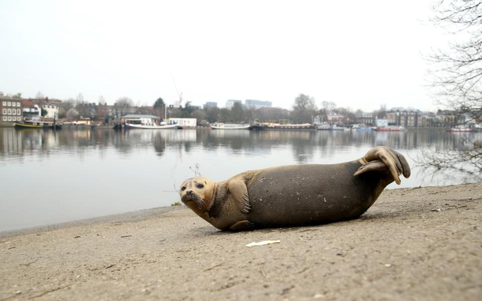  A seal rests on the banks of the River Thames in Hammersmith on March 8, 2021 - Chris Jackson