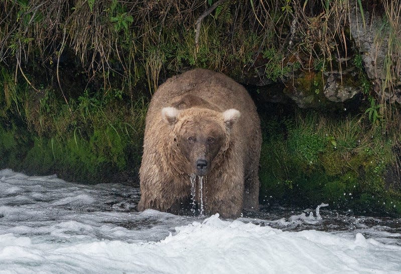 Bear 128 Grazer is not only one of the fattest bears at Katmai National Park and Preserve, she's also one of the most dominant.