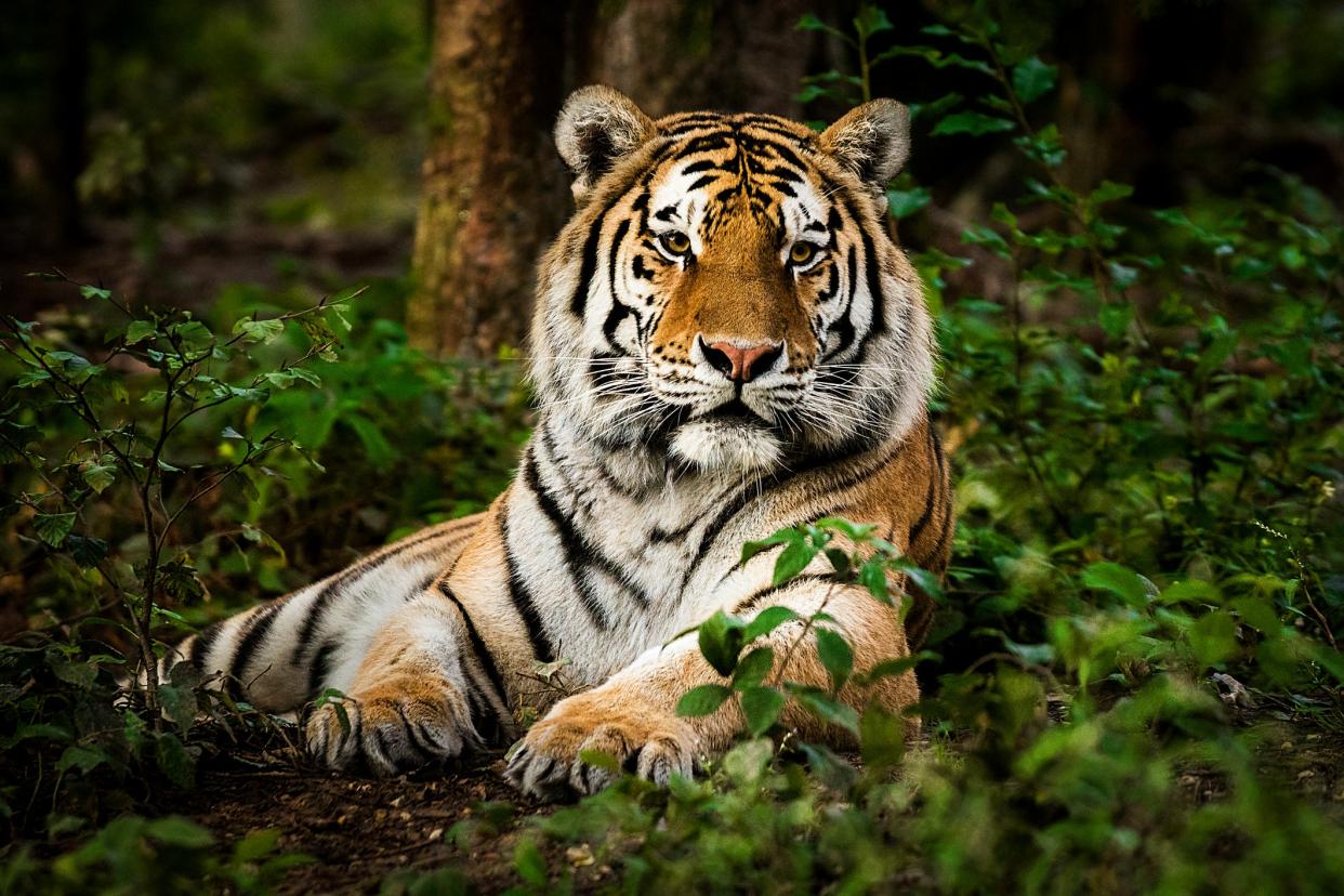 A sheriff's deputy spotted a tiger on the loose in East Tennessee, prompting a huge search for the animal (Getty Images)