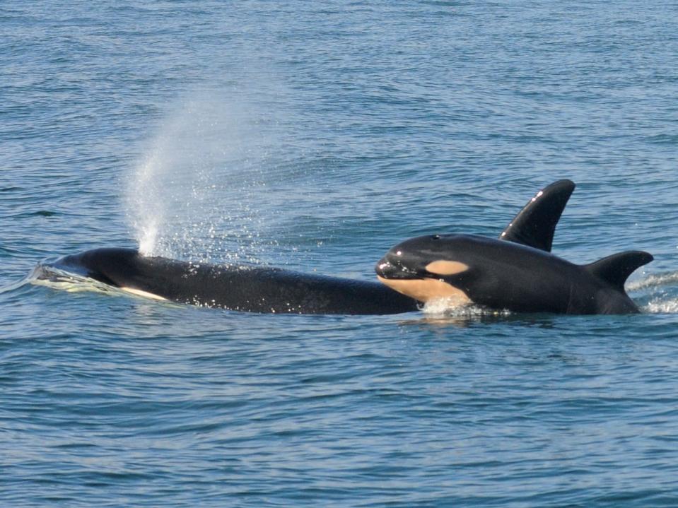 orca breaches water and sprays spout with baby orca jumping alongside