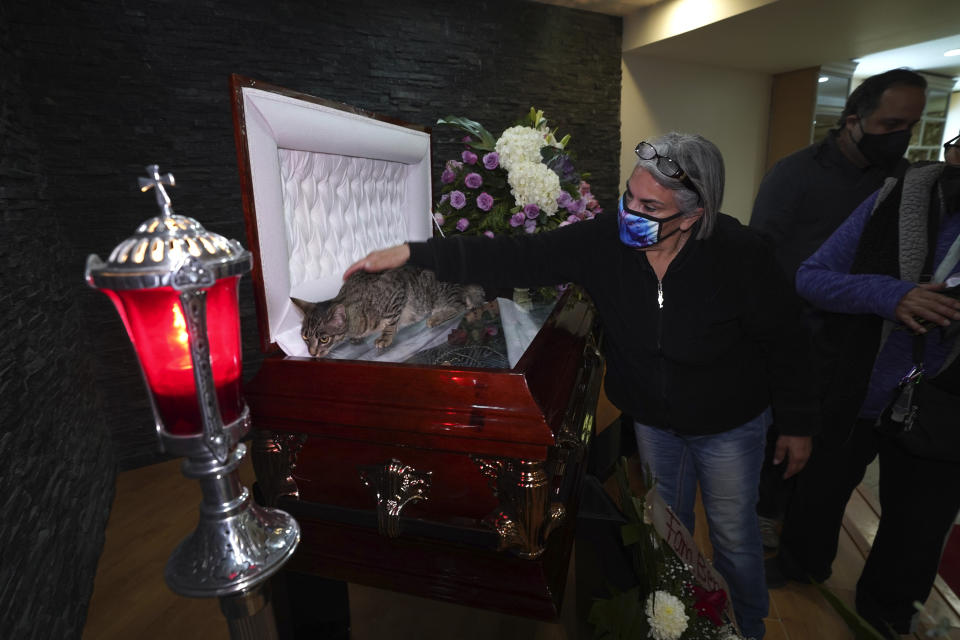 Xochitl Zamora pets a cat that belonged to murdered journalist Lourdes Maldonado as the cat walks on the coffin that contain Maldonado's remains, at the Gayosso funeral home, in Tijuana, Mexico, Thursday, Jan. 27, 2022. Maldonado, who was shot dead in her car when arriving home on Sunday, Jan. 23, was the third journalist killed in Mexico this year and the second in a space of two weeks in the border town of Tijuana. (AP Photo/Marco Ugarte)