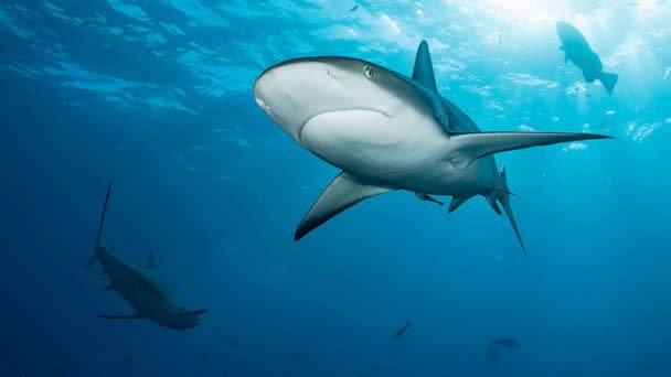 PHOTO:Stock photo of a Caribbean reef shark. (STOCK PHOTO/Getty Images)