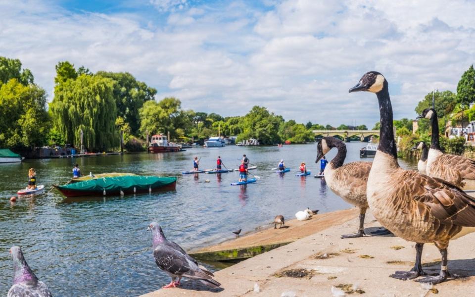 River Thames at Richmond