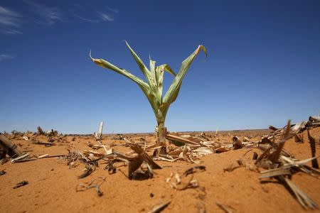 A maize plant is seen among other dried maize at a field in Hoopstad, a maize-producing district in the Free State province, South Africa, January 13, 2016. REUTERS/Siphiwe Sibeko