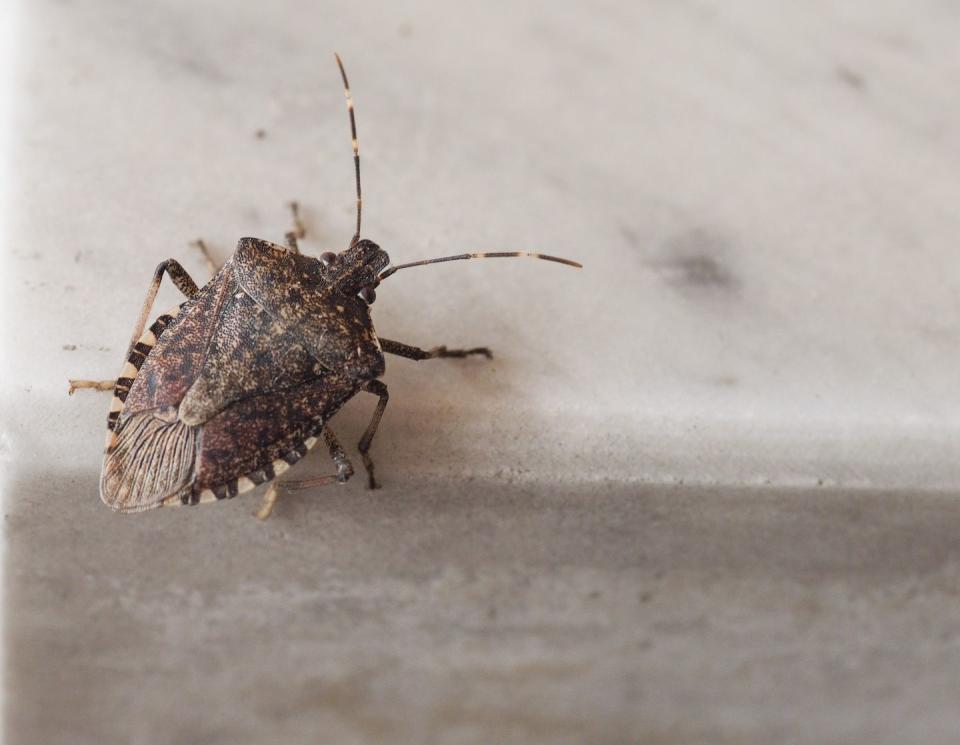 2) Brown Marmorated Stink Bug