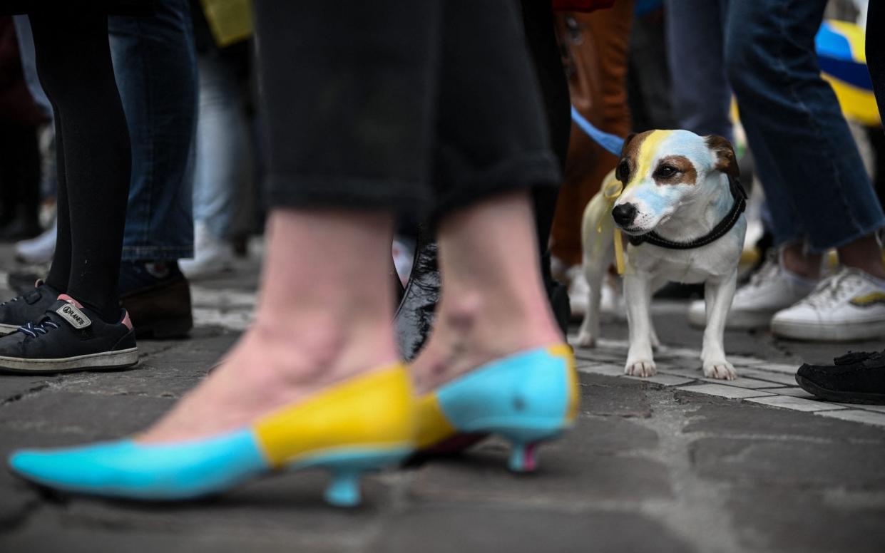 A dog painted with the Ukrainian flag colours walks during a demonstration in solidarity with Ukraine, on the first anniversary of Russia's invasion - Philippe LOPEZ /AFP/Getty