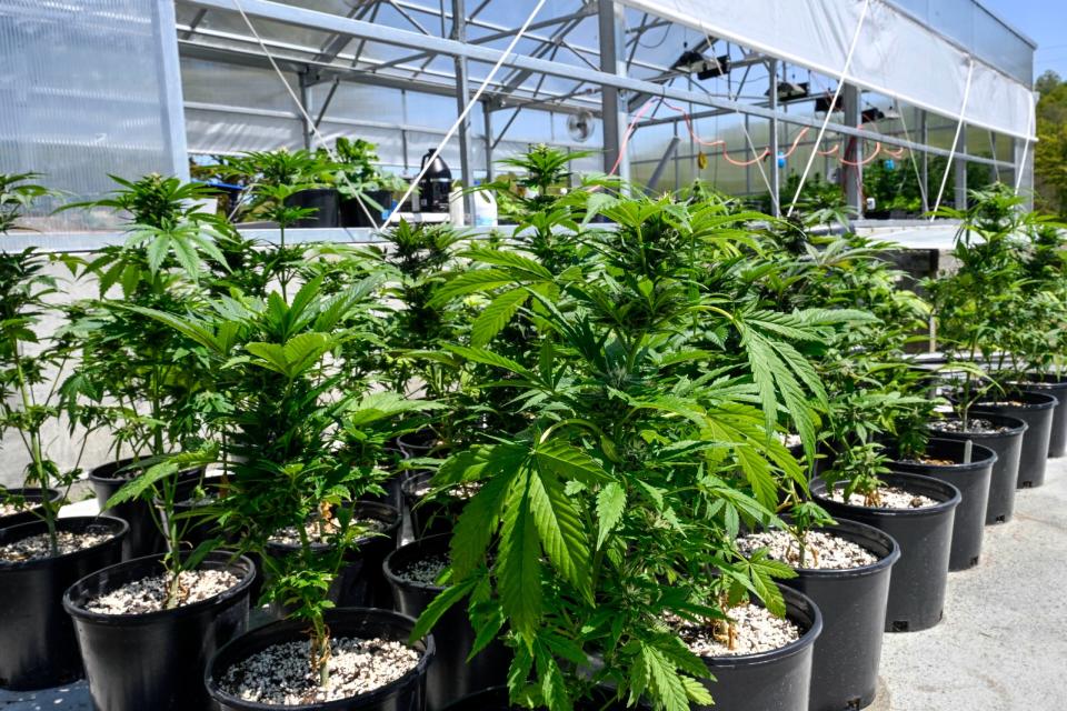 2023年5月12日，美國紐約州一處大麻作物種植場。美聯社