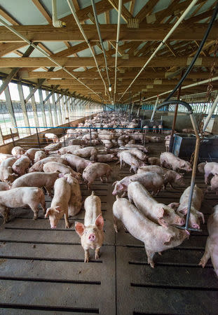 Pigs are seen at a Smithfield Foods, the world's largest pork producer farm in the United States in this image released on April 11, 2017. Courtesy Smithfield Foods/Handout via REUTERS