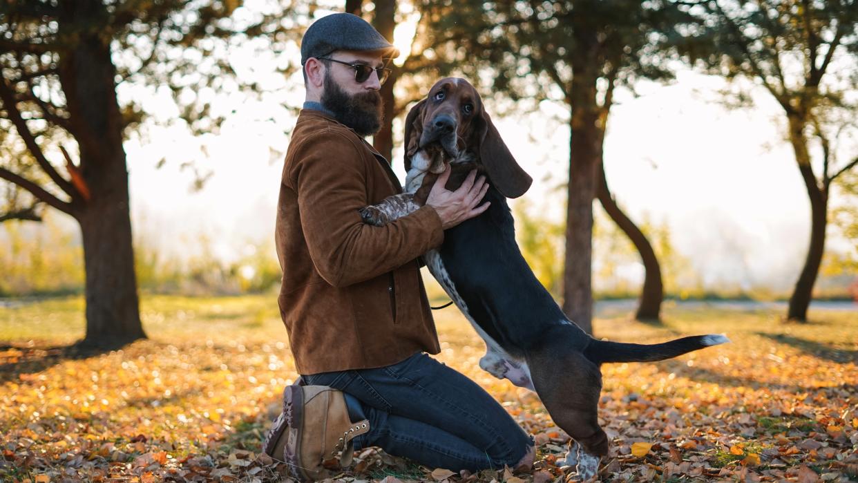  Basset hound jumping on man in park. 