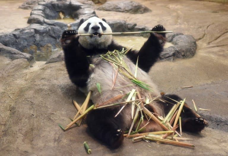 Mum-to-be Shin Shin delighted huge crowds of well-wishers in Tokyo last month as she sat lazily munching on bamboo and playfully rubbed the husks on her furry belly before being moved into confinement