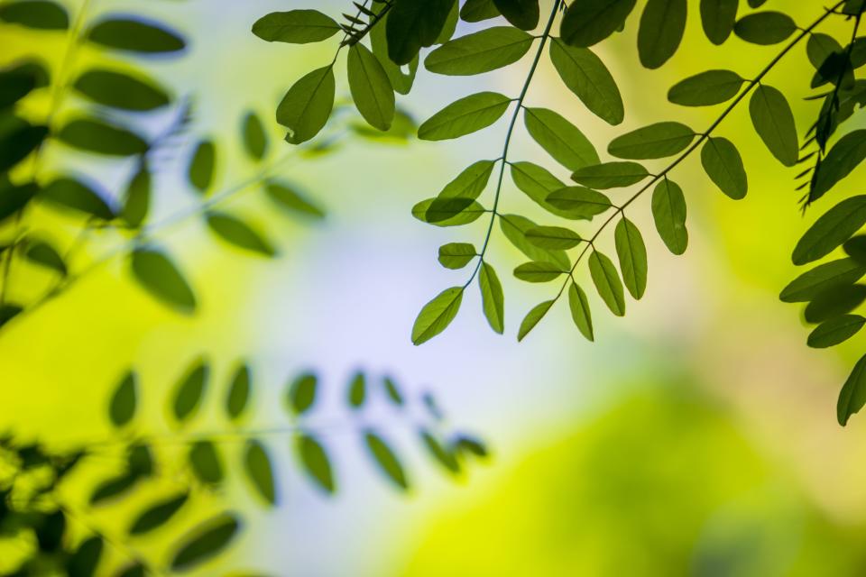 Black locust forms groves that displace native trees. Its leaves have bristle-tipped lobes.