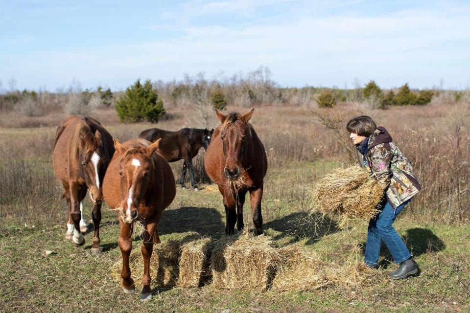 Bernice Amburgey brings hay to help feed the hundreds of free-roaming horses that live on mountaintops and reclaimed mine land in southeastern Kentucky near Elk View in Breathitt County, Ky., Tuesday, December 13, 2022. Amburgey is a welfare manager and board member with the non-profit the Appalachian Horse Project.