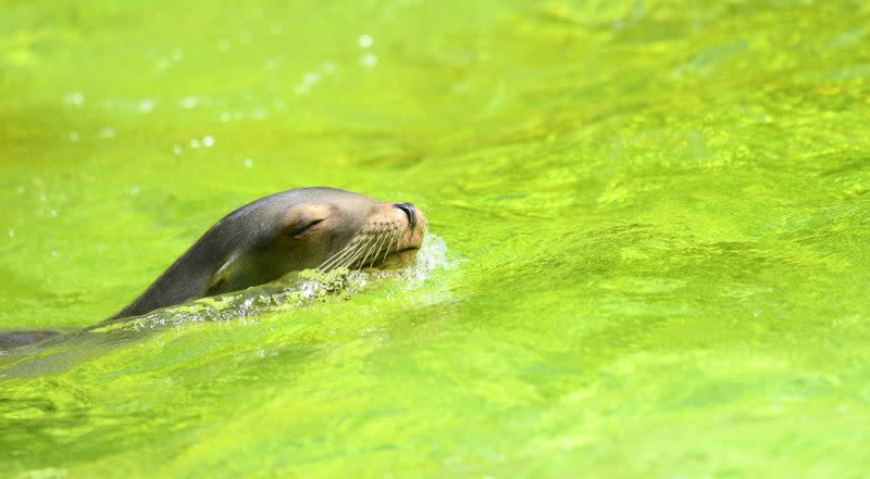 FILE PHOTO: Berlin Zoo prepares for heatwave