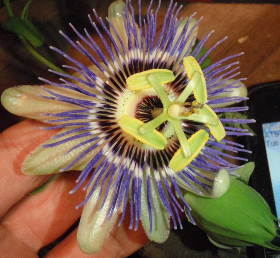 <p><a href="https://go.redirectingat.com?id=74968X1596630&url=https%3A%2F%2Fwww.etsy.com%2Flisting%2F712933751%2Fpassiflora-caerulea-15-cuttings-blue&sref=https%3A%2F%2Fwww.countryliving.com%2Fgardening%2Fgarden-ideas%2Fadvice%2Fg1341%2Findoor-gardening%2F" rel="nofollow noopener" target="_blank" data-ylk="slk:Shop Now;elm:context_link;itc:0;sec:content-canvas" class="link ">Shop Now</a></p><p>Passion Flower</p><p>etsy.com</p><p>$18.00</p><span class="copyright">Amazon Prime</span>