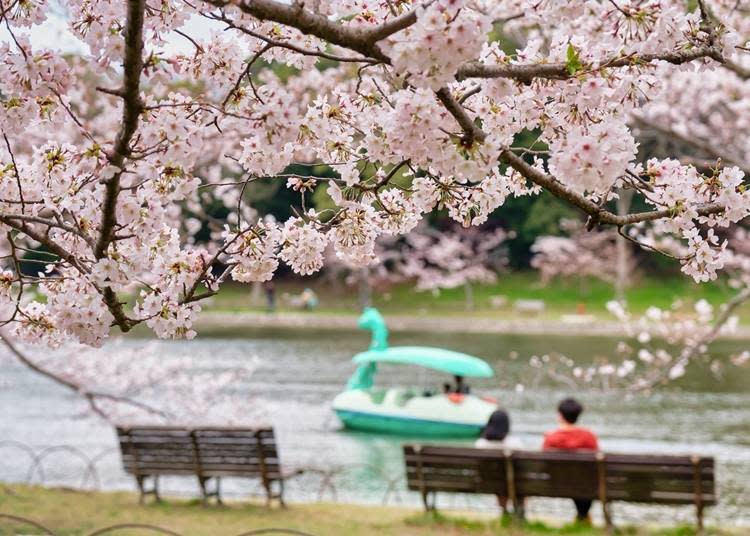 賞花的季節時，有眾多的遊客在櫻花樹下休息。