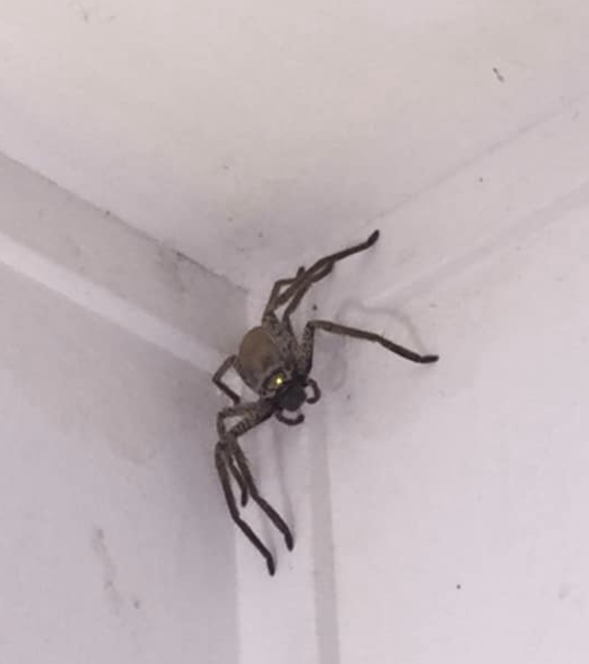 The spider was eventually relocated outside by a neighbour. Source: Supplied