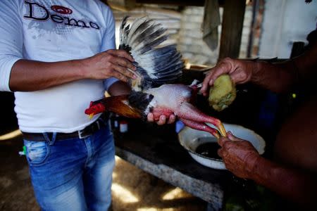 A rooster washed at a house yard in Moron, central region of Ciego de Avila province, Cuba, February 13, 2017. REUTERS/Alexandre Meneghini 