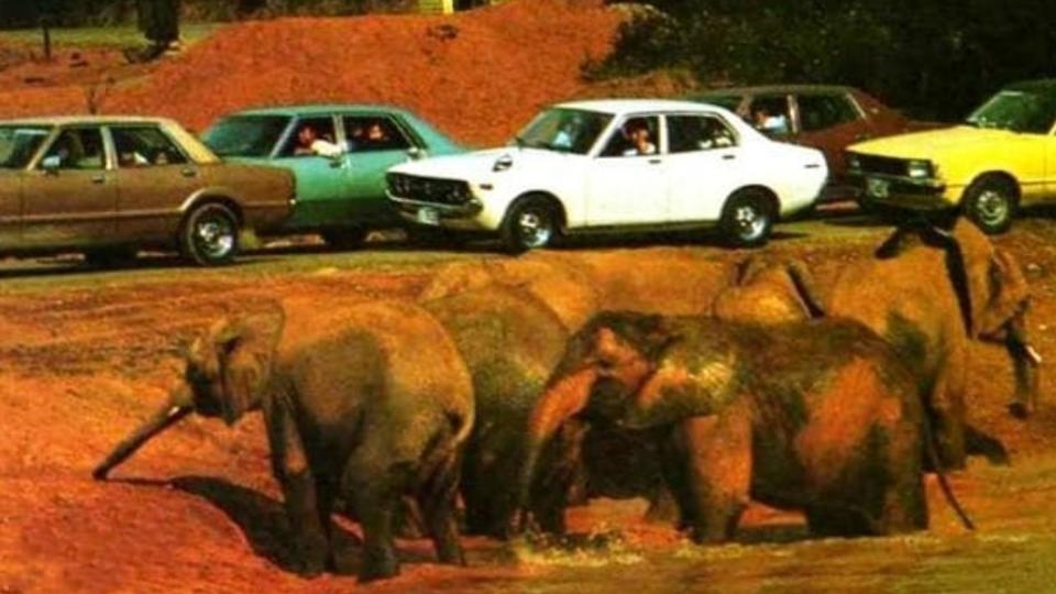 網友懷念過去六福村能開車遊園，近距離接觸野生動物。（圖／翻攝自臉書社團「復刻舊時光」）