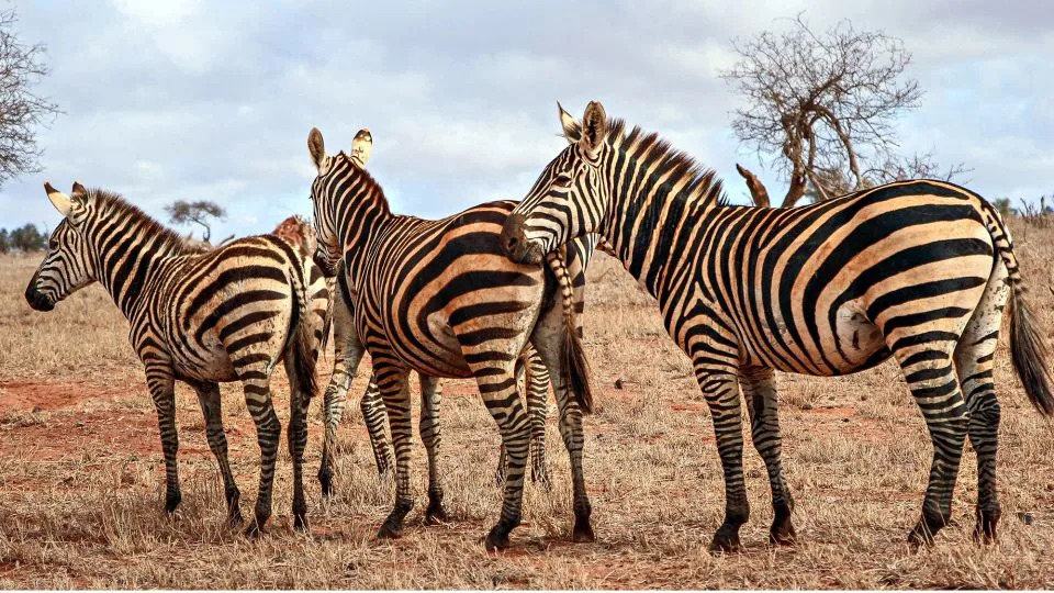 Hairs trapped in the teeth of the lions showed they preyed on zebras and wildebeest. - Andrew Wasike/Anadolu Agency/Getty Images; Rudmer Zwerver/Alamy Stock Photo