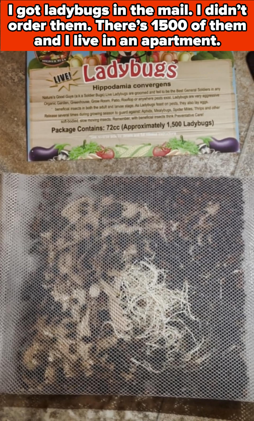 Mesh bag of live ladybugs with packaging above stating the species and quantity contained
