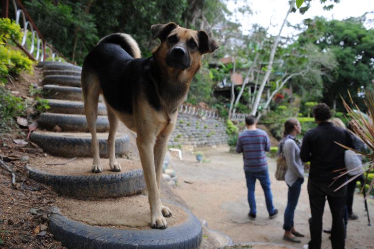 A dog is seen at Sitie Ecological Park at Vidigal Hill in Rio de Janeiro, Brazil on May 14, 2015